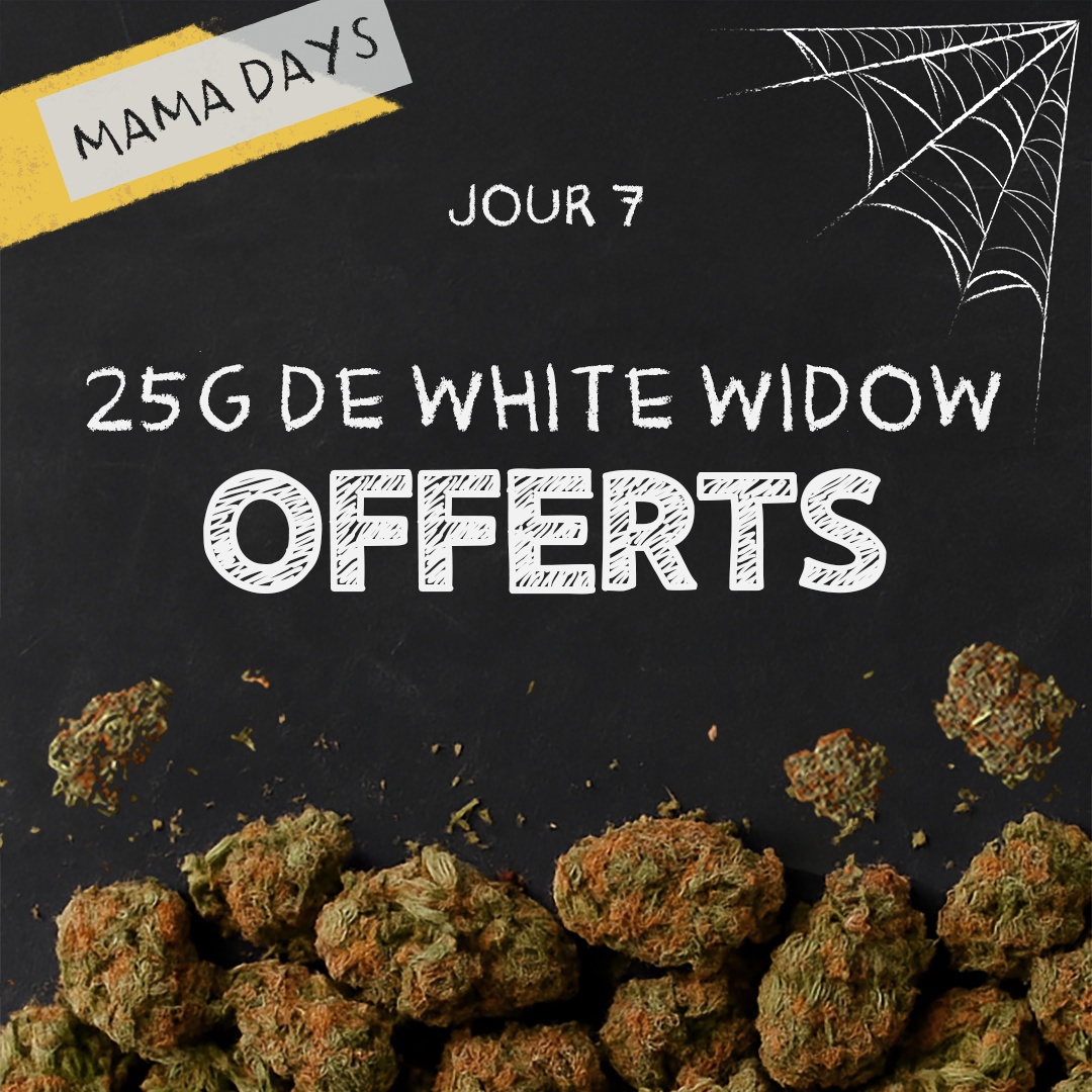 ⚪ Mama Days Day 7: White Widow offered today!
