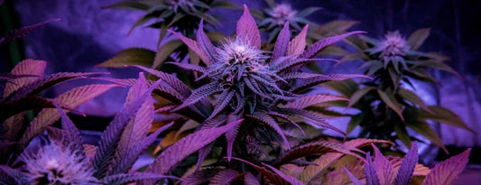 Detaljeret liste over naturlige cannabinoider i cannabis