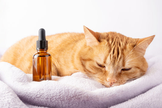 Why can we give CBD to our pets?