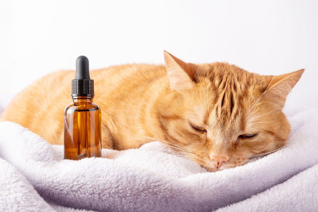 cbd animali domestici