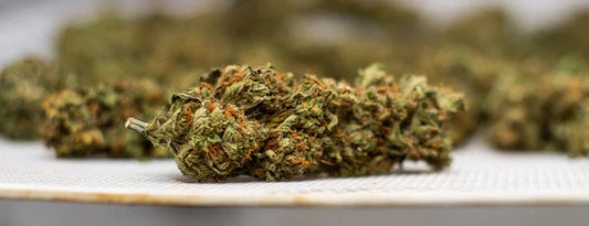 Cvetovi CBD