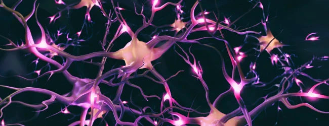 Wie funktionieren Cannabinoid-Rezeptoren?