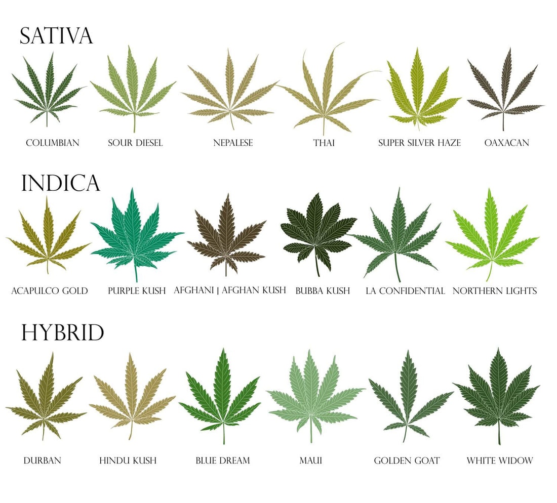 What are the main differences between Sativa and Indica CBD flowers?