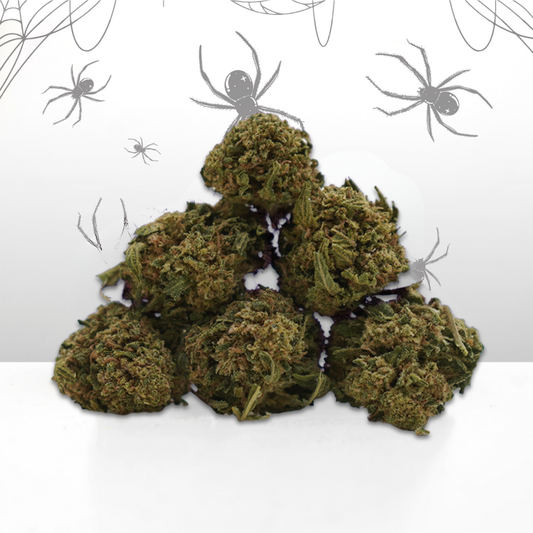 White Widow  Small Buds