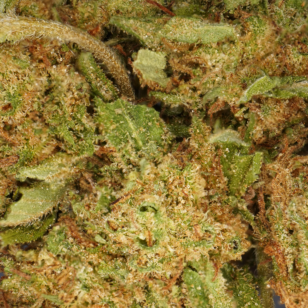 Bubba Kush CBD Greenhouse - Flor Premium em Estufa