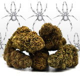 White Widow CBD 🕸 [Intérieur]