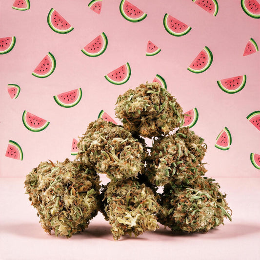 Watermelon CBD 🍉 [Outdoor]