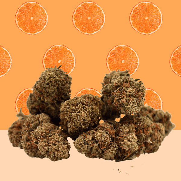 Orange Bud 🍊 [Greenhouse]
