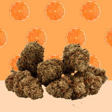Orange Bud 🍊 [Sous-serre]