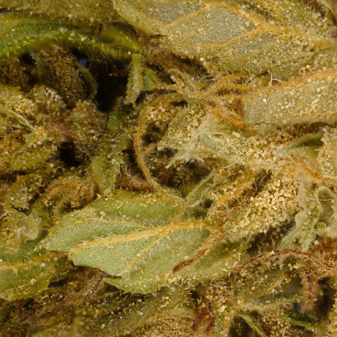 Μπανάνα CBG Small Buds 🍌