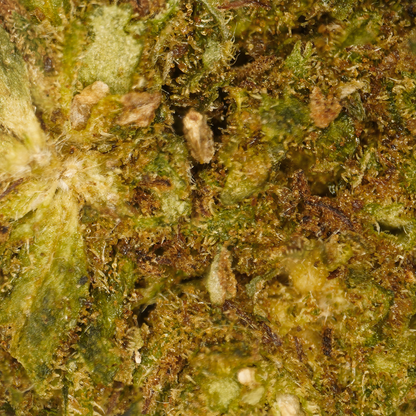 Cheese CBD Small Buds 🧀