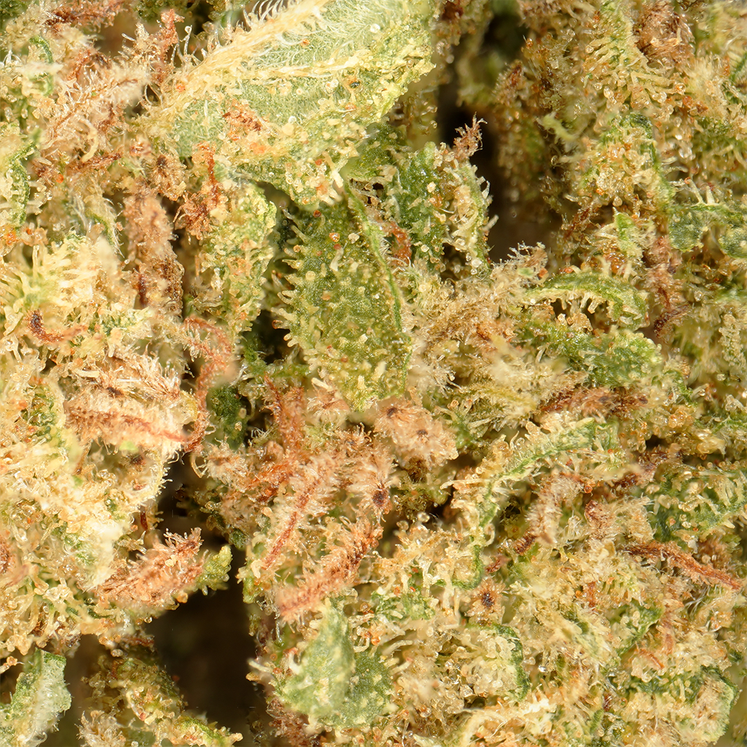 Tetes de chanvre White Widow CBD sechees avec pistils bruns et mantes resineuses claires