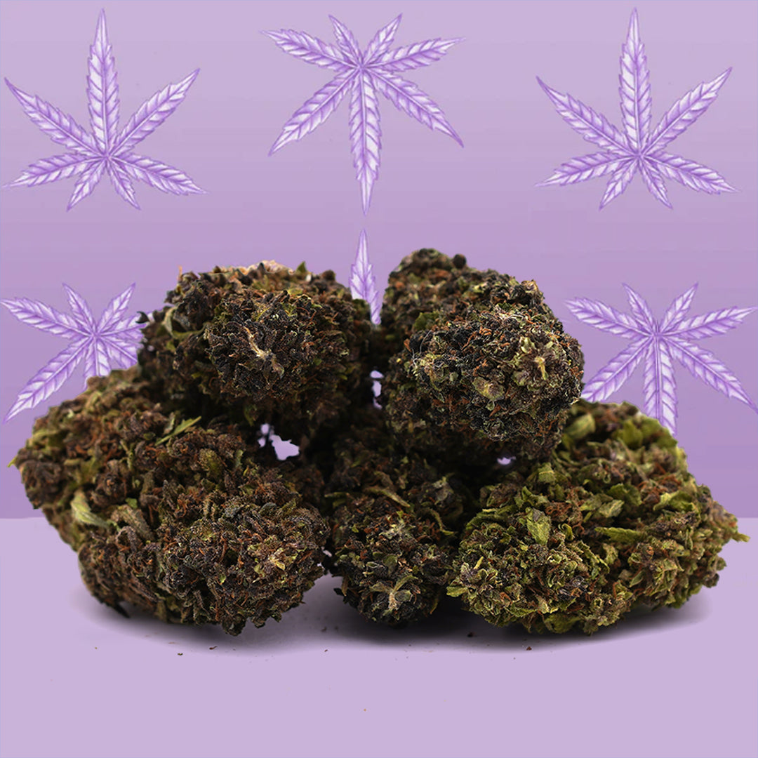 [Greenhouse] 🎁 Purple Haze CBD 🔮 (100% pois)