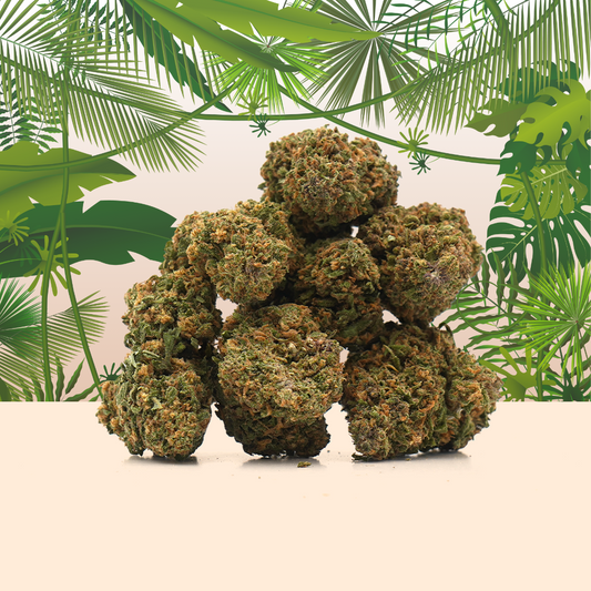 Tropical Haze CBD 🌴 [Indoor] (100% de desconto)
