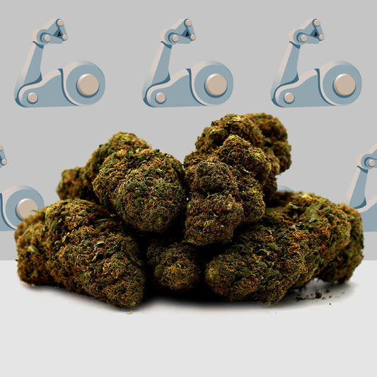 CBD  [Indoor] V1 Super Silver Haze 🦾 (100% de desconto)