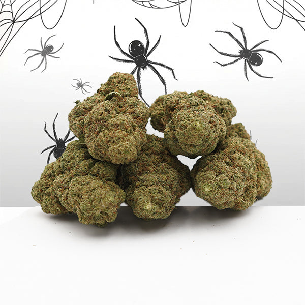 Una foto di White Widow  Small Buds uno sfondo 