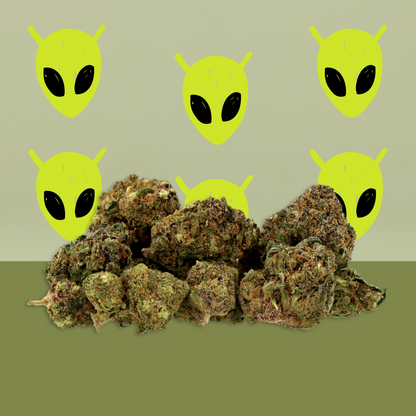 Alien Kush CBD 🧟‍♂️ [Hidroponika]