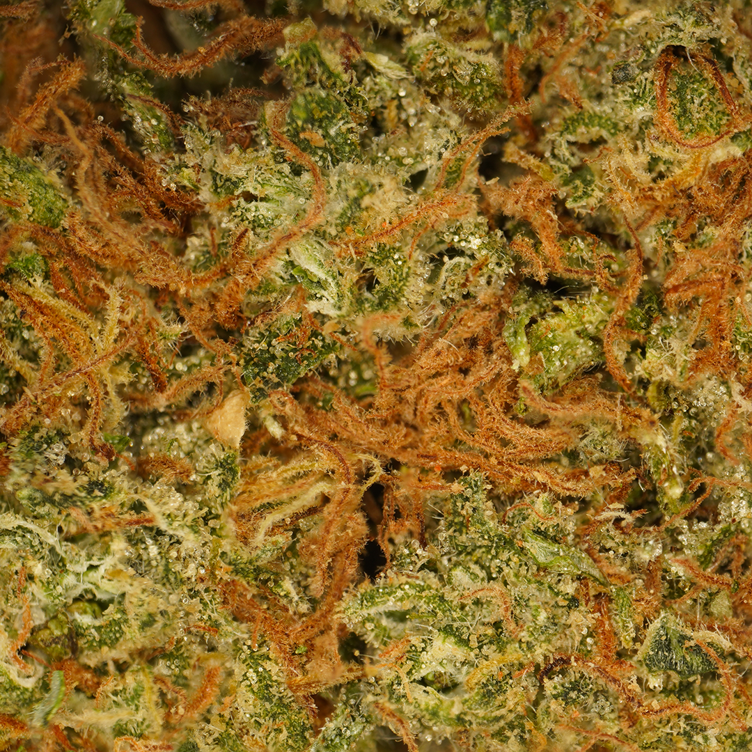 Blue Dream CBD 🌌 [Vesiviljely]