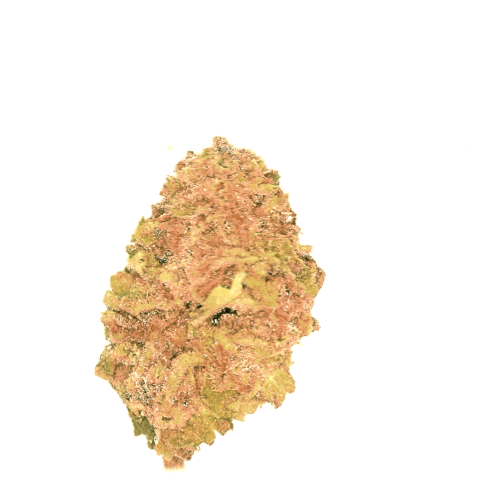 Blue Zushi CBD 🍣 [Greenhouse]