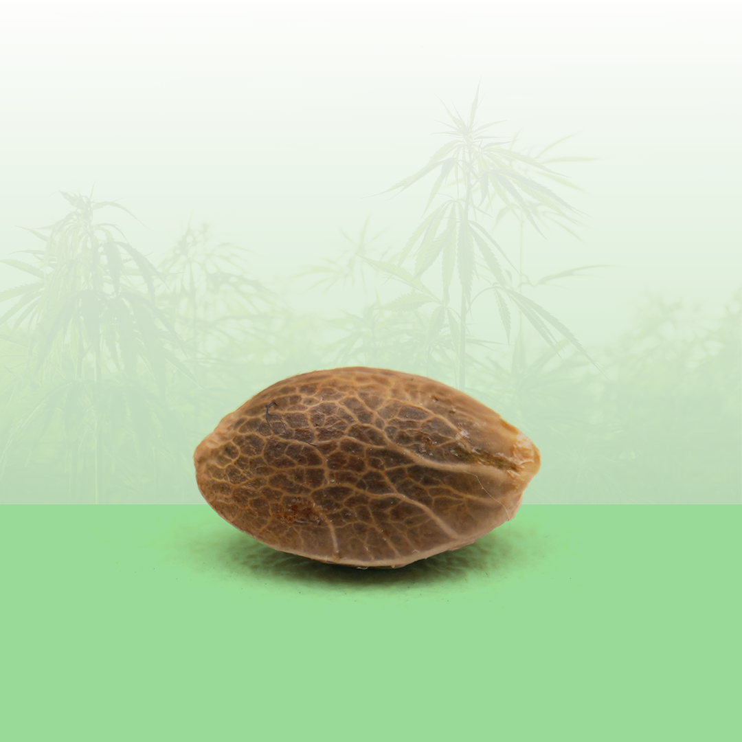 Feminiserede frø - Bruce Banner CBD 🟢.