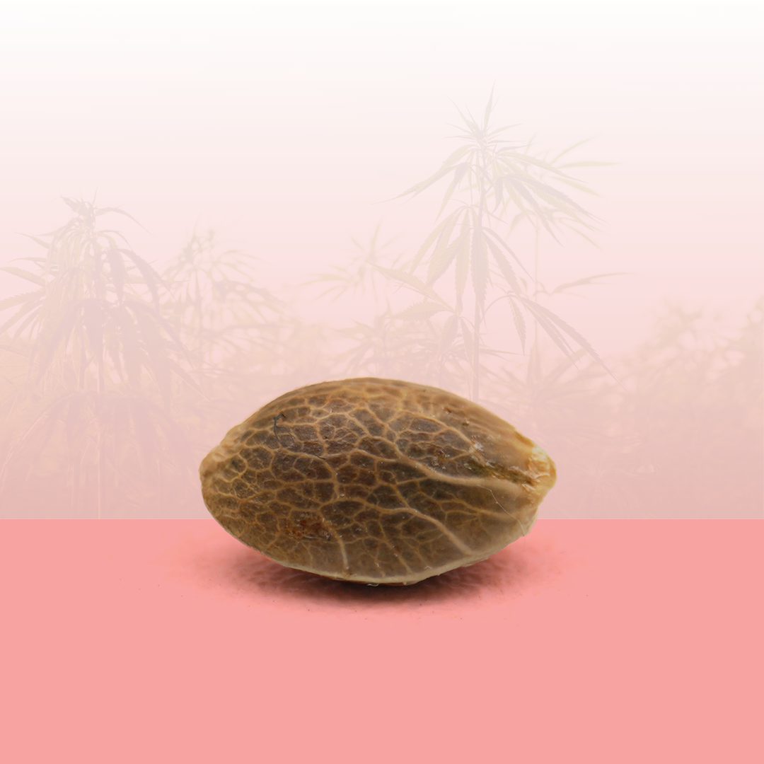 🎁 Feminized seeds - Candy Kush THC 🍬 (100% off)