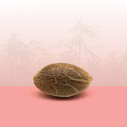 🎁 Feminisierte Samen - Candy Kush THC 🍬 (100% off)