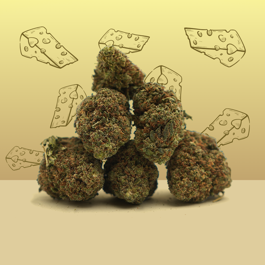 Royal Cheese CBD 🧀 [Greenhouse] (100% de desconto)