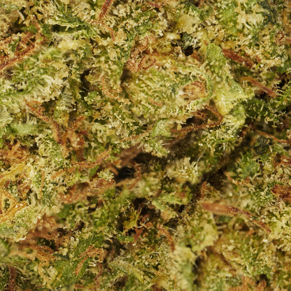 Cookie Kush CBD 🍪 [Indoor]