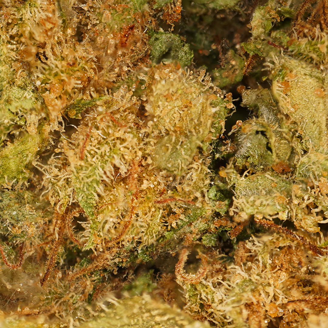 Gelato CBD 🍦 [Indoor].