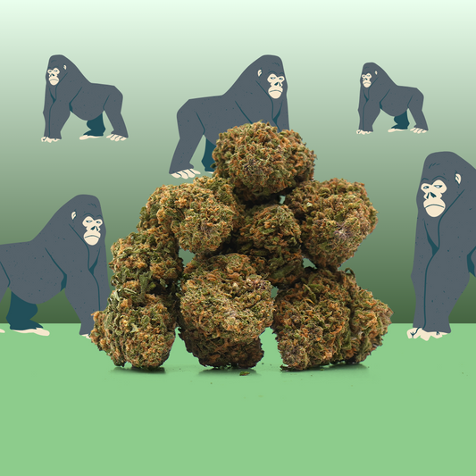 Gorilla Glue CBD 🦍 [Indoor]