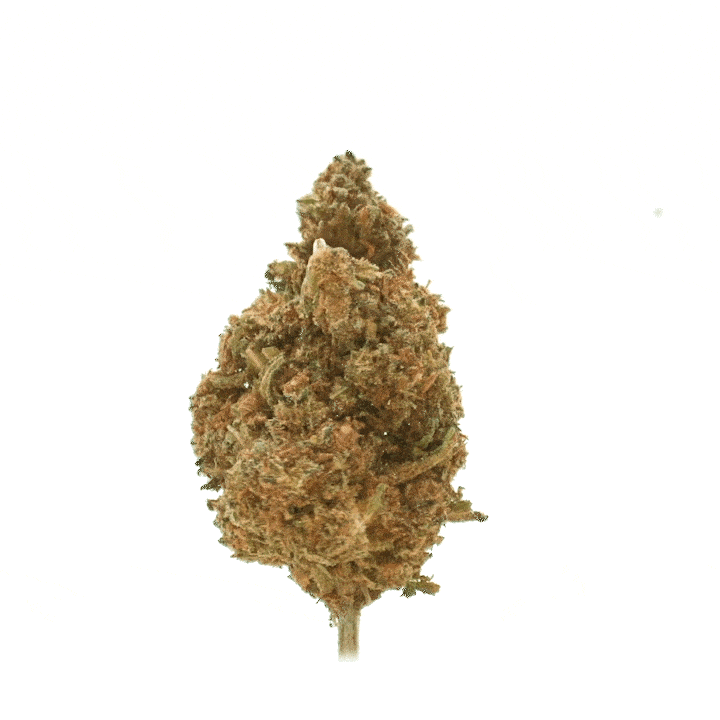 【Sativa】 Jack Herer 1ml CBD 10 Jack Herer CBD 🧔🏻 [Greenhouse] - Wysokiej jakości