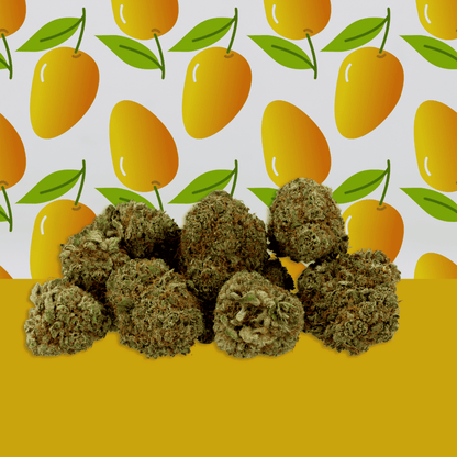 Mango Haze CBD 🥭 [Hydroponique]