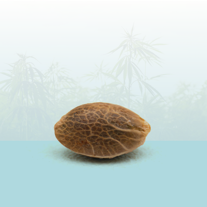 Feminized seeds - Moby Dick CBD 🐋