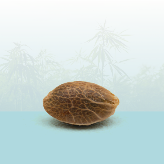 🎁 Feminisierte Samen - Moby Dick CBD 🐋 (100% off)