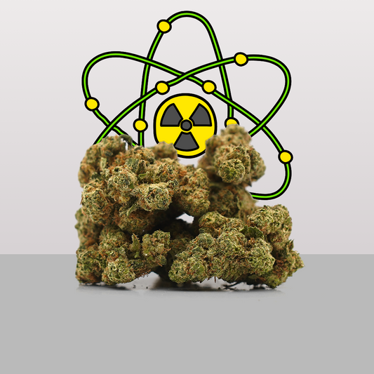 Plutonium ☢️ [Hydroponique]