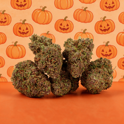 Pumpkin Haze CBD 🎃 [Indoor]