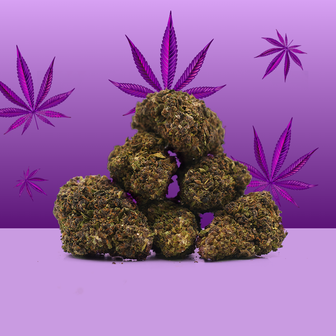 Purple Haze CBD 🔮 [Greenhouse]