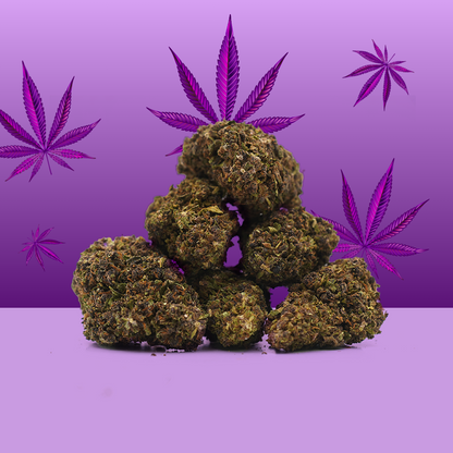 Purple Haze CBD 🔮 [Greenhouse]