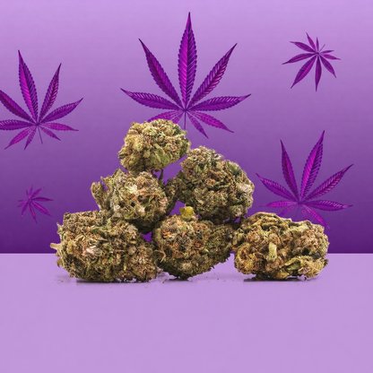 Purple Haze CBD Small Buds 🟣