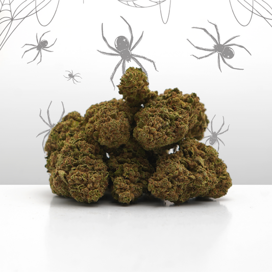 White Widow CBD  [Indoor] 🎁 🕸 (100% de desconto)